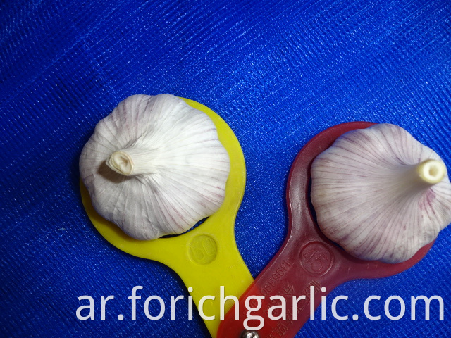 Normal White Garlic